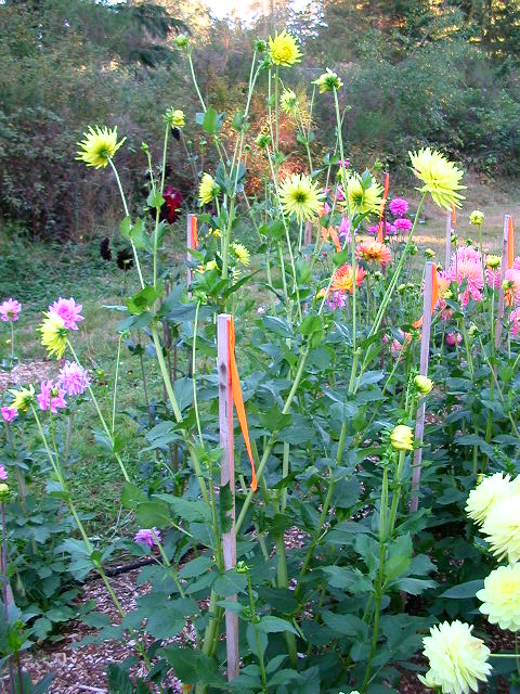 Dahlia Photo