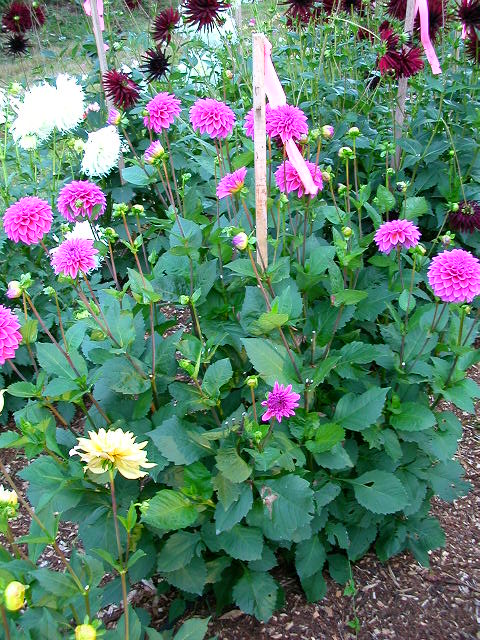 Dahlia Photo
