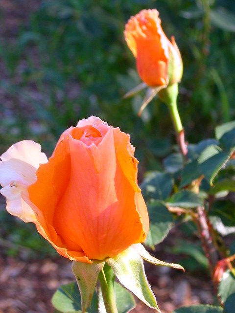 Rose Photo