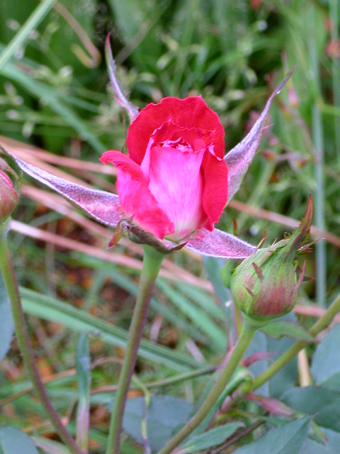 Rose Photo