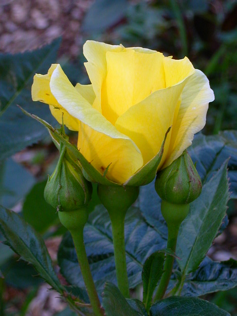 Rose Photo