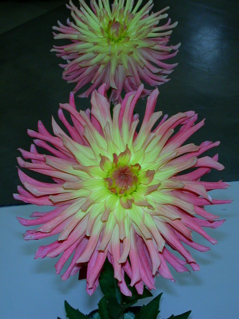 Dahlia Photo