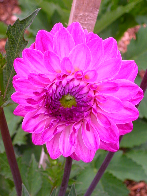 Rose Photo