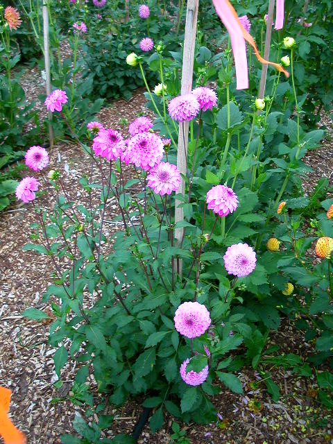 Dahlia Photo