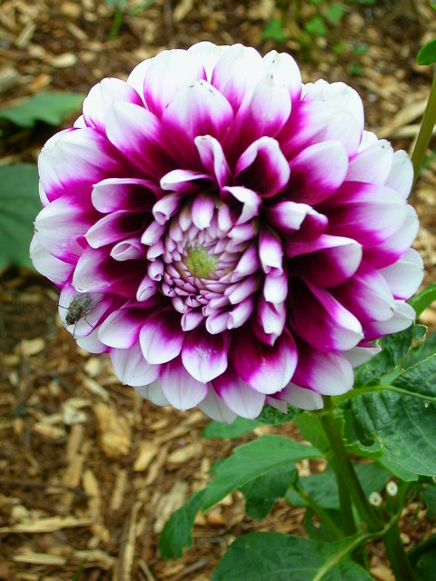 Rose Photo