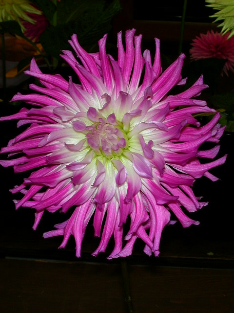 Dahlia Photo