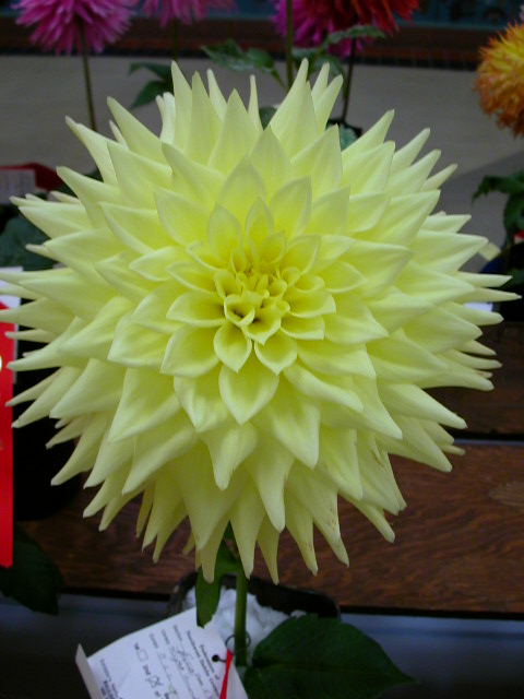 Dahlia Photo