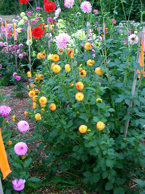 Dahlia Photo
