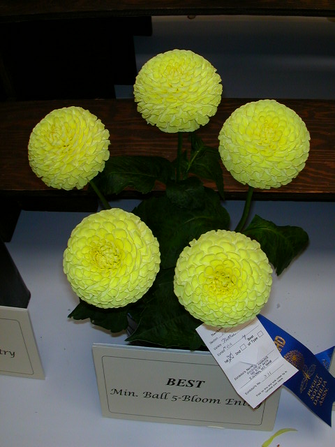 Dahlia Photo
