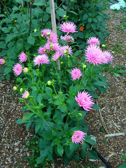 Dahlia Photo