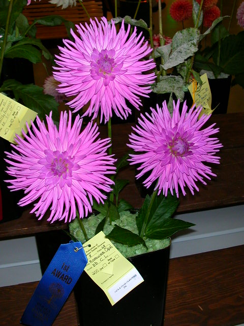 Dahlia Photo