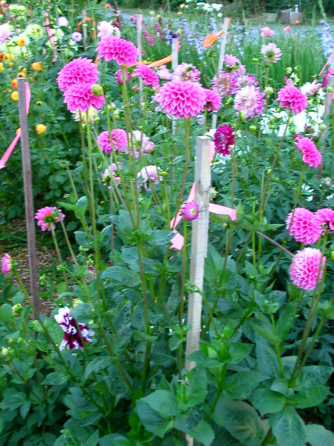 Dahlia Photo