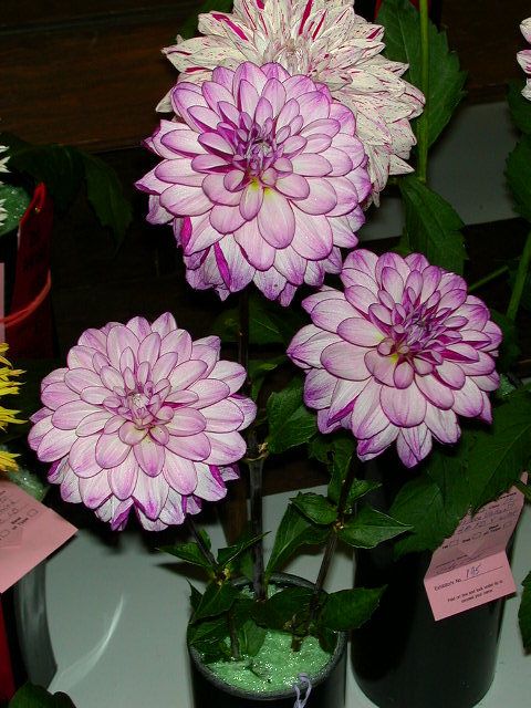 Dahlia Photo