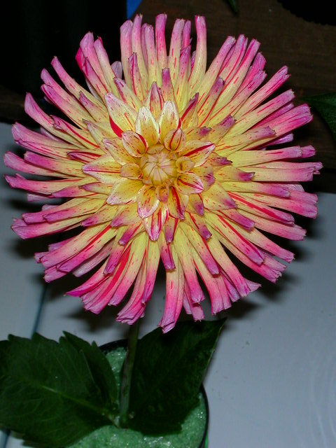 Dahlia Photo