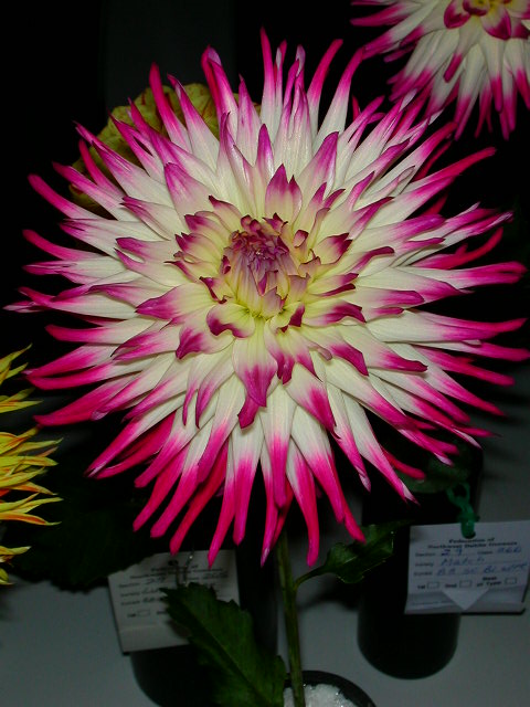 Dahlia Photo