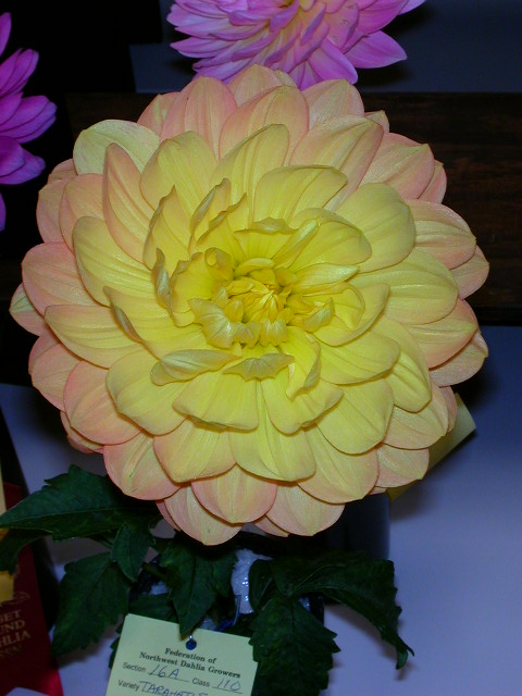 Dahlia Photo