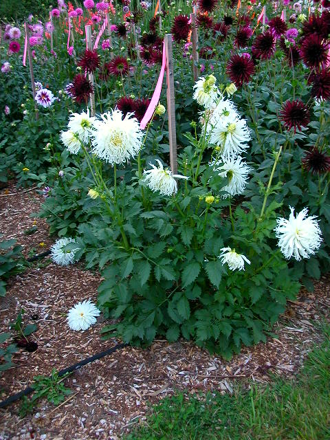 Dahlia Photo