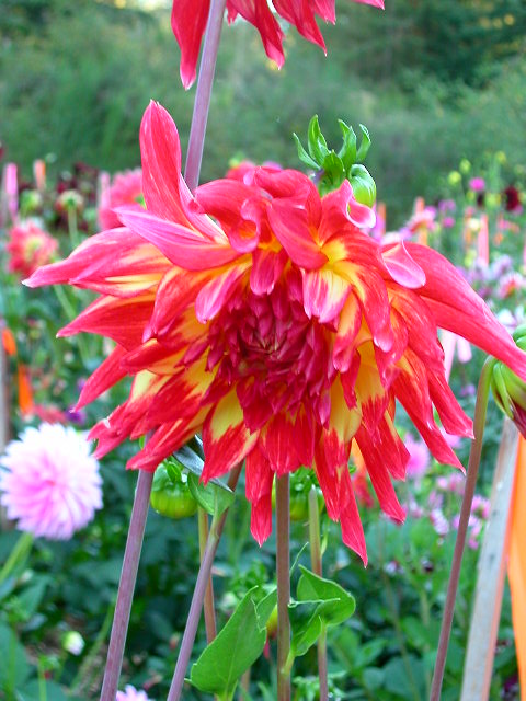 Dahlia Photo