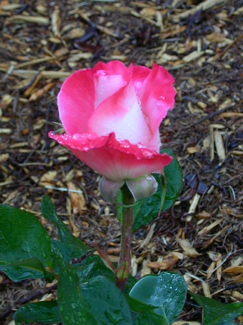 Rose Photo