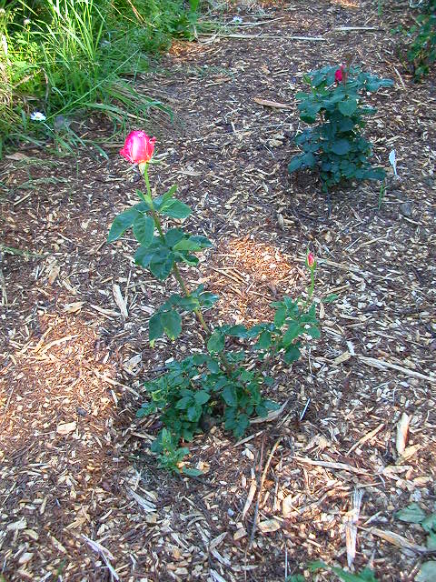 Rose Photo