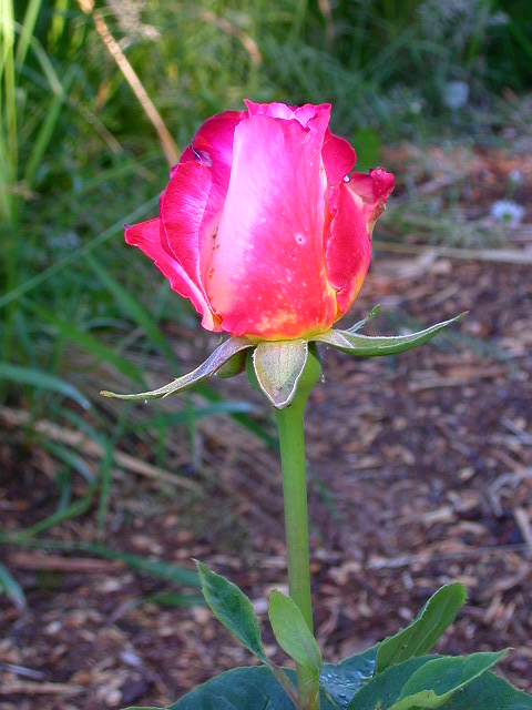 Rose Photo
