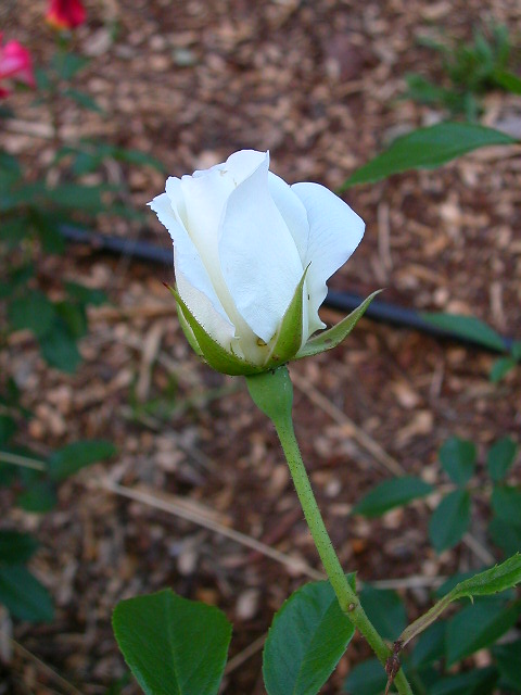 Rose Photo