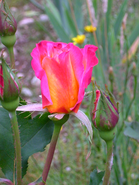 Rose Photo