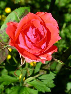 Rose Photo
