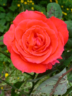 Rose Photo