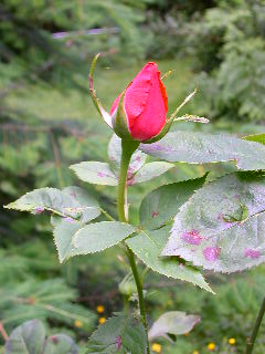 Rose Photo